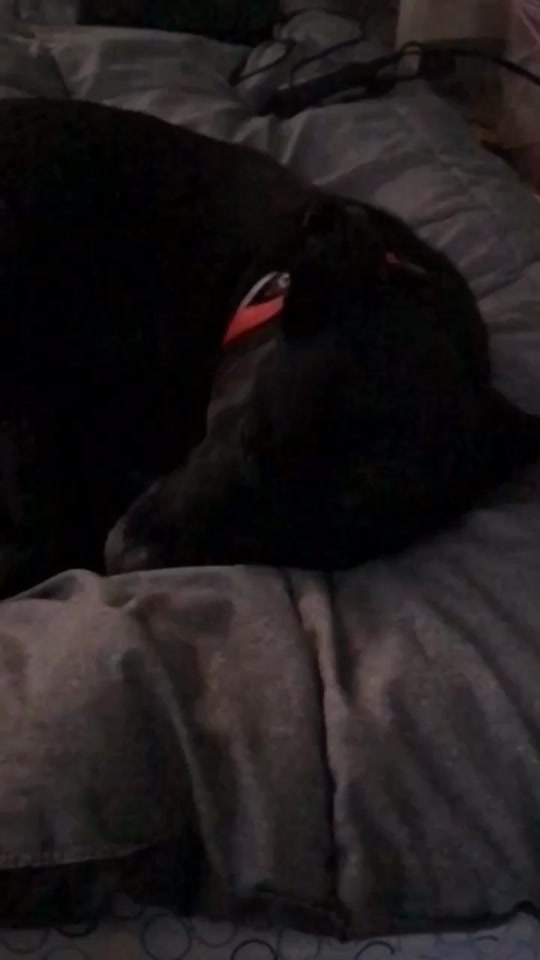 @Cöäl🐶