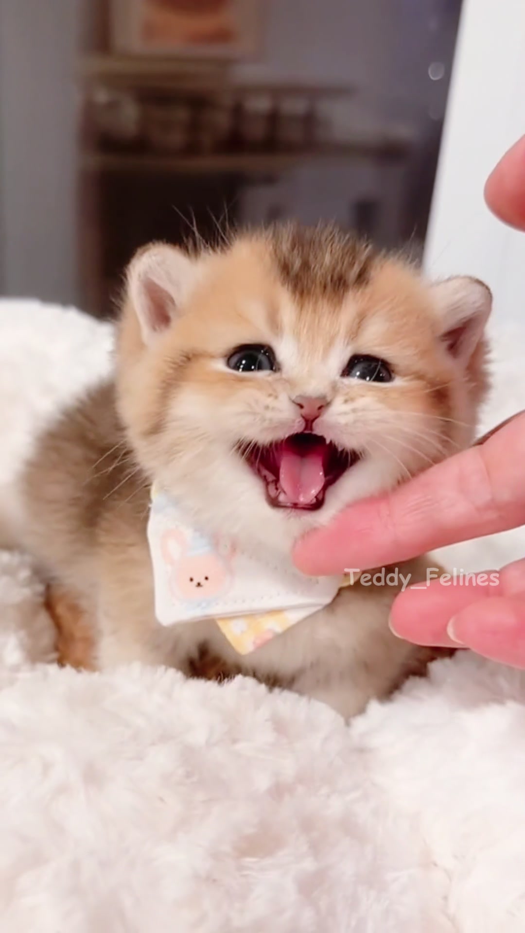 @Teddy_Felines 🧸🐾