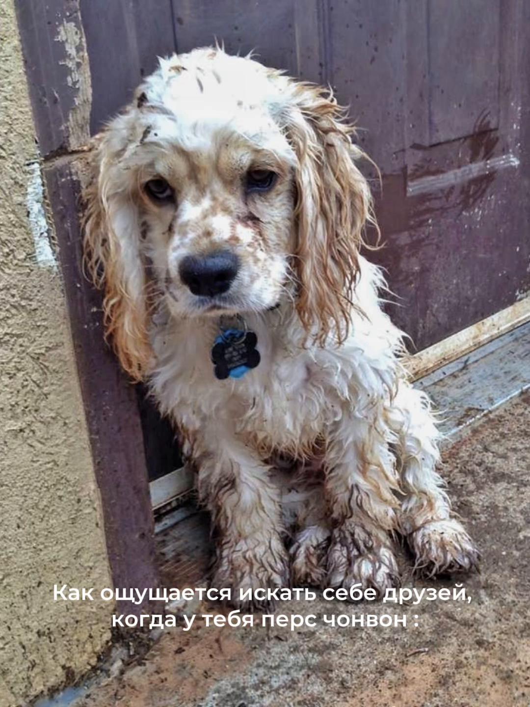 @кобейнша