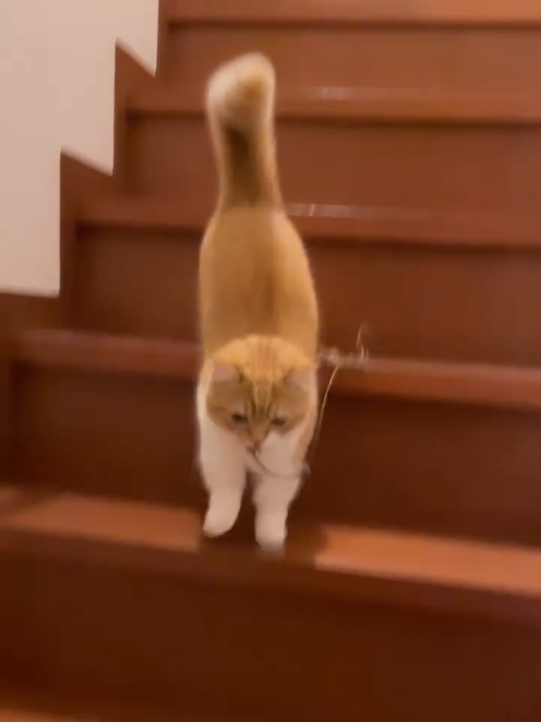 @Chonky World Of Cats