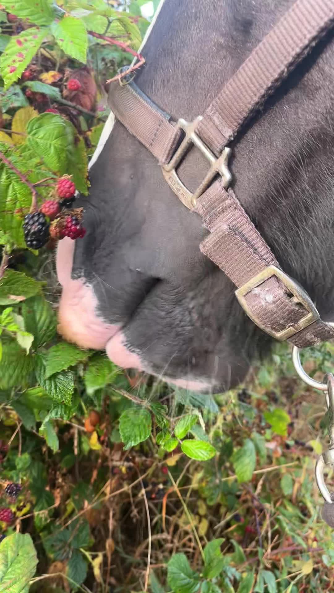 @Equine Release