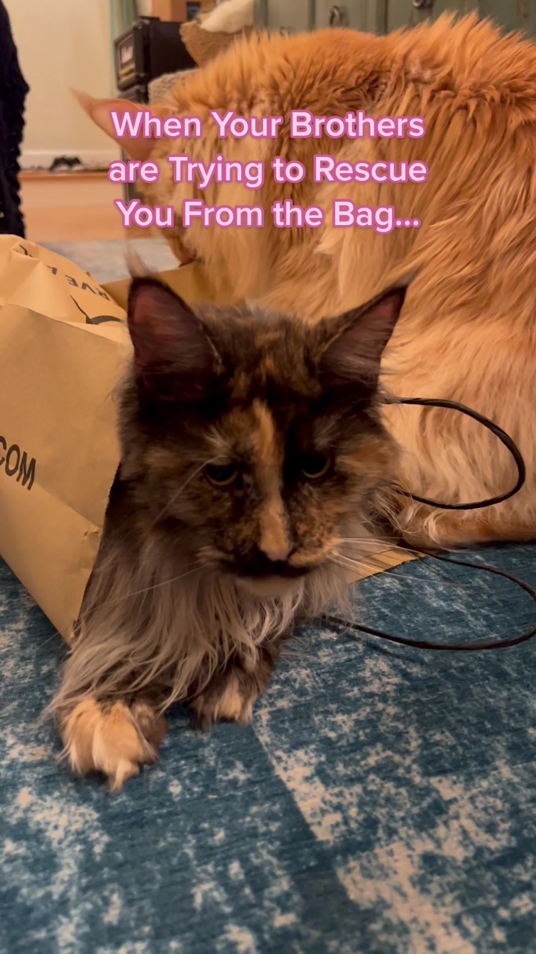 @kittensinparadise