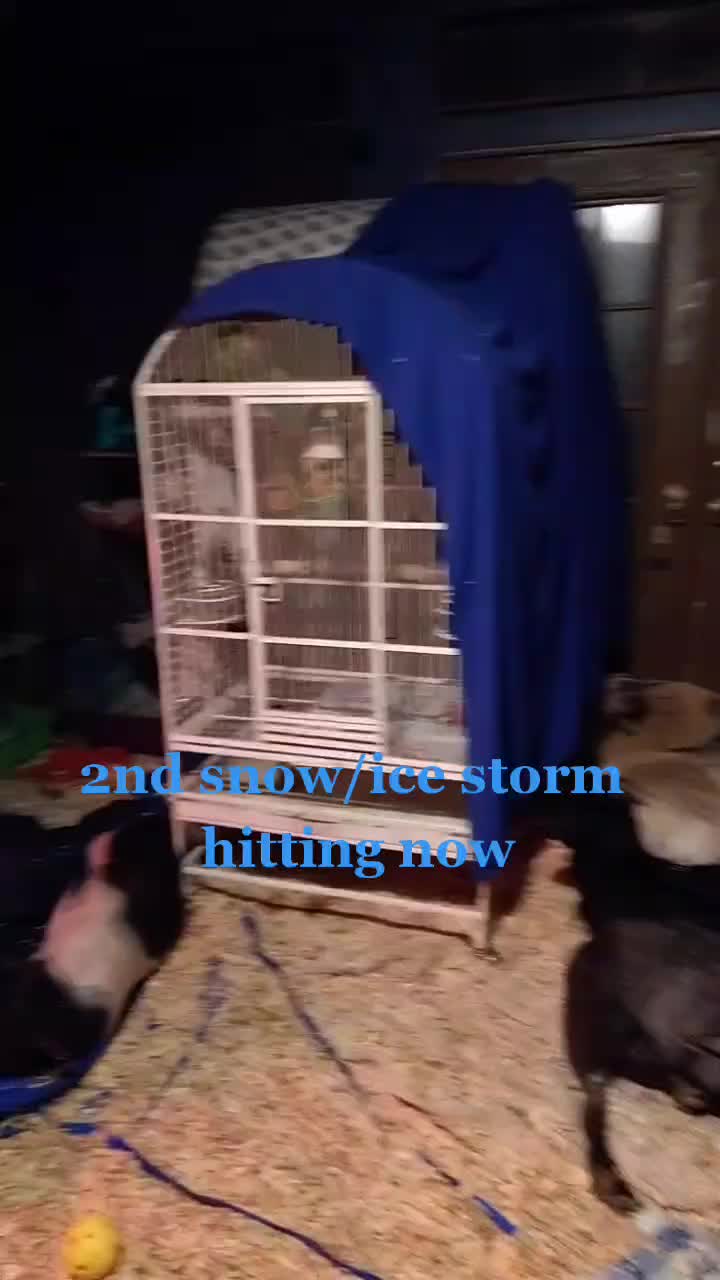 @TinyHoovesRescueAndPettingZoo