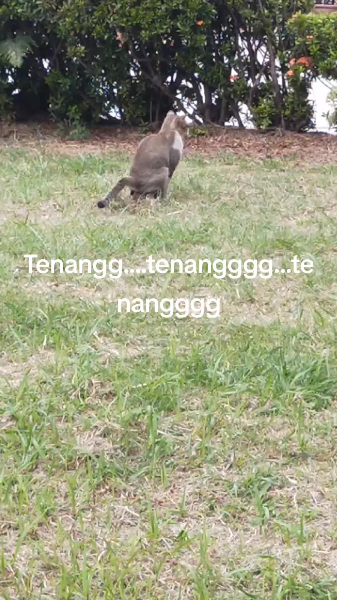 @kejayaanku77