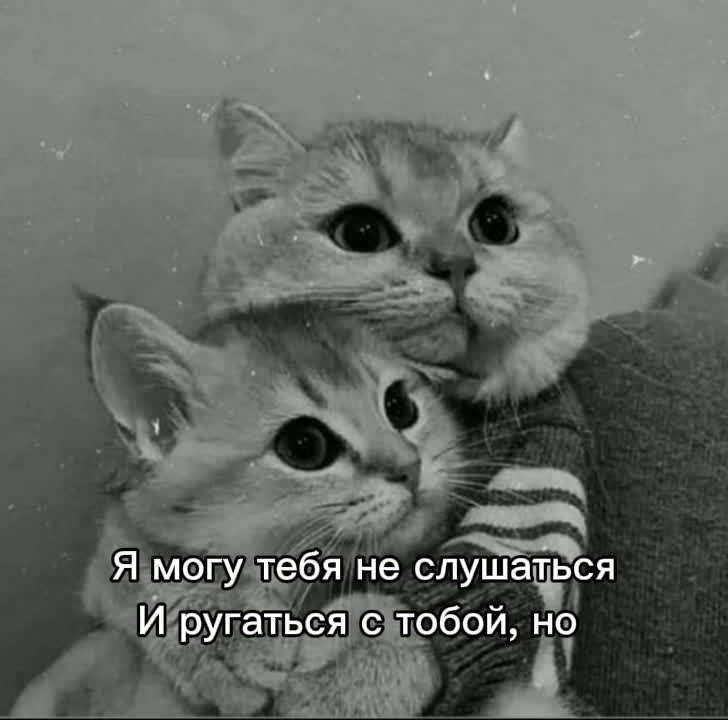 @🐈⬛🐾