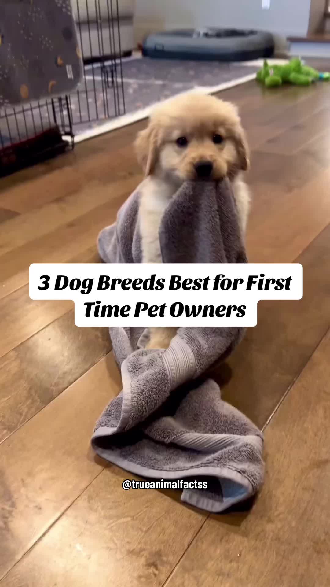 @trueanimalfactss
