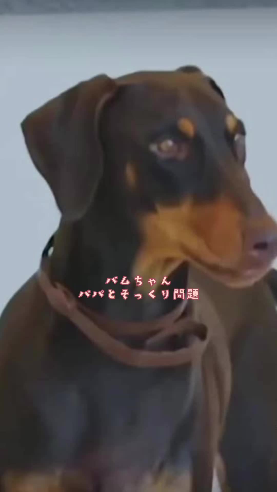 @➴⡱ ぐくまめ .:* *̣̩ ⸝⋆ ♛