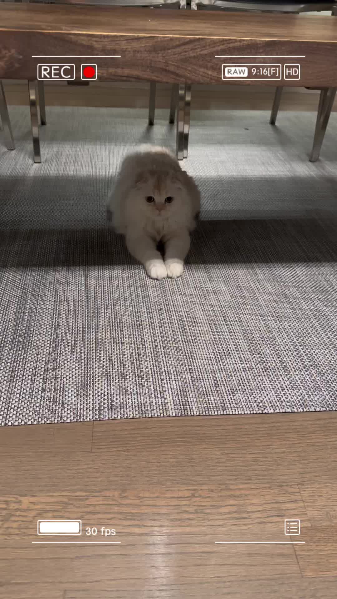 @Chester_and_Pepper