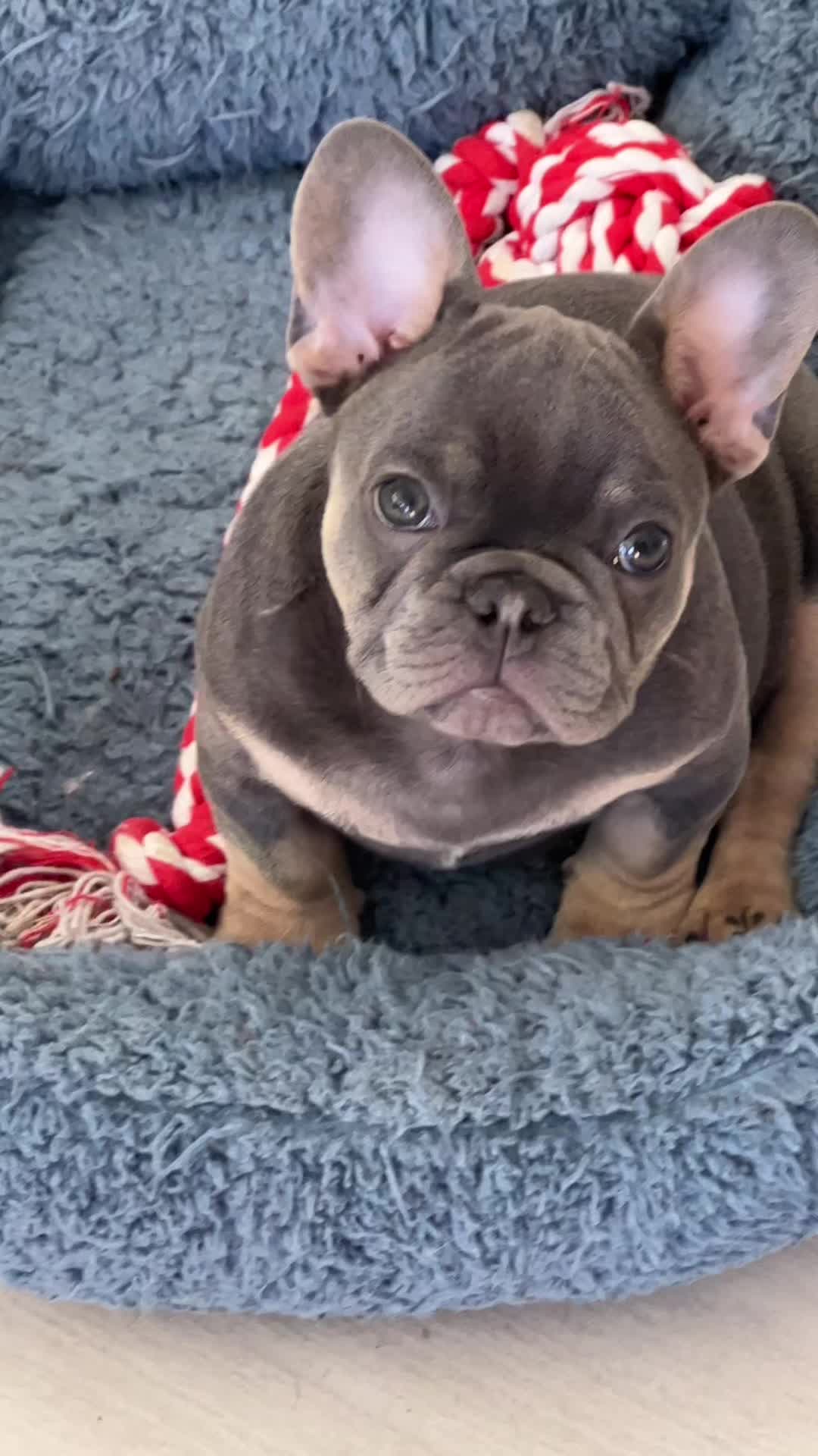 @Official_BullyWebTV