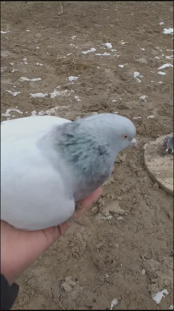 @Muhamet Özsoy