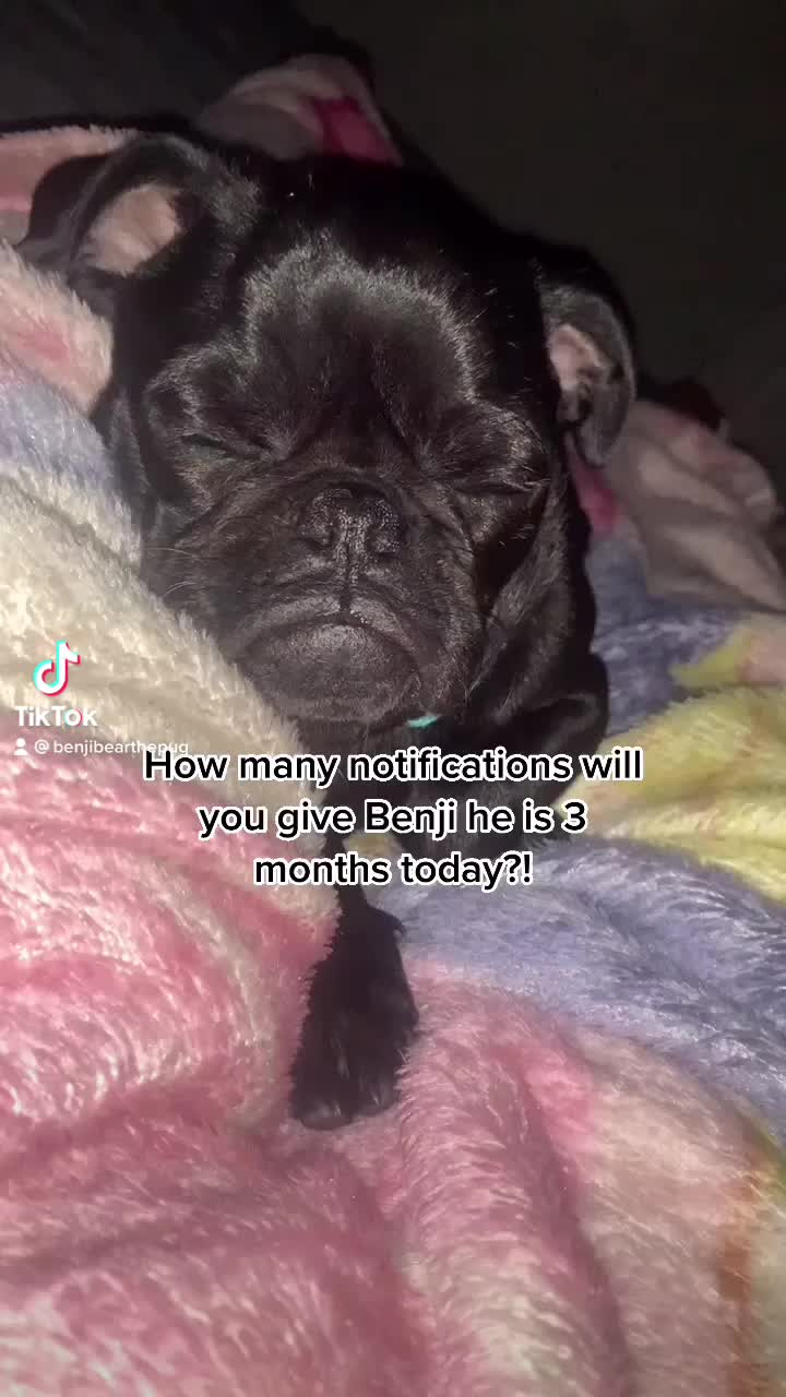 @Benji The Pug
