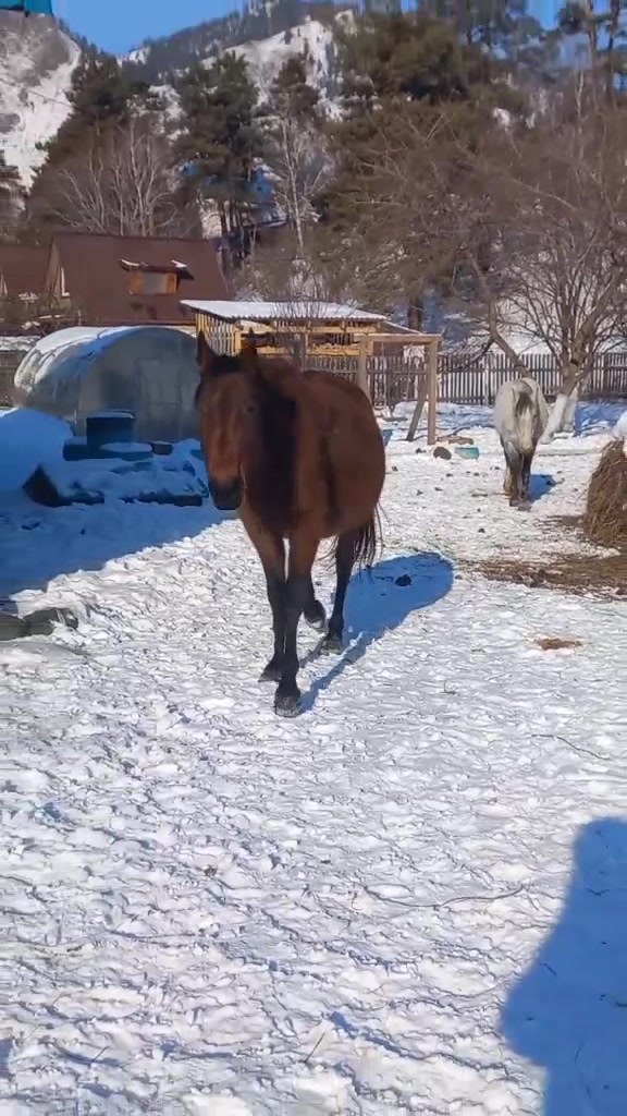 @tg: altaihorses