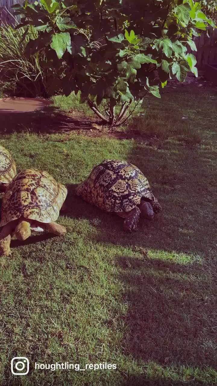 @Houghtling Reptiles