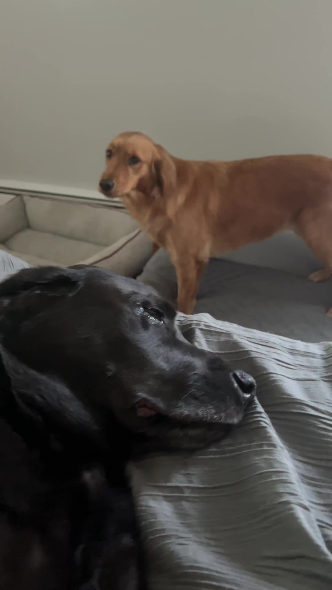 @Adventures of Gunner & Cookie