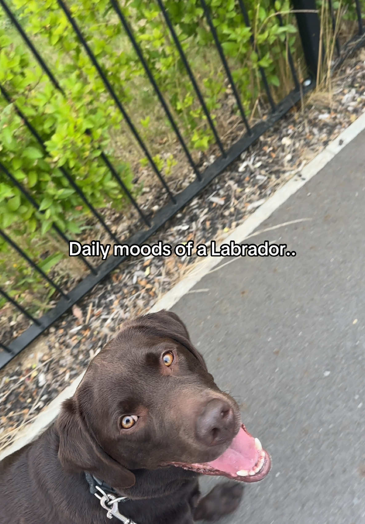 @The Labrador Buddy