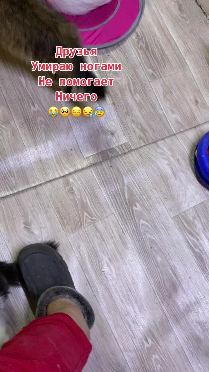 @zoo_cat_dog