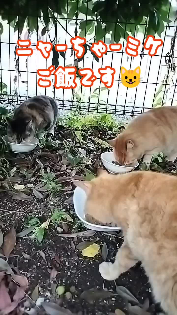 @あきの軍艦巻き😺 🐾 aki🐾