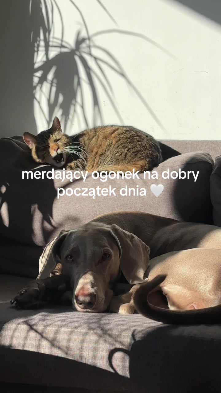 @lola | ig: heydoggyblog