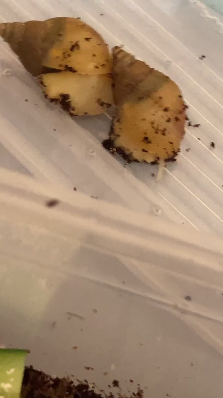 @Улитки ахатины🐌