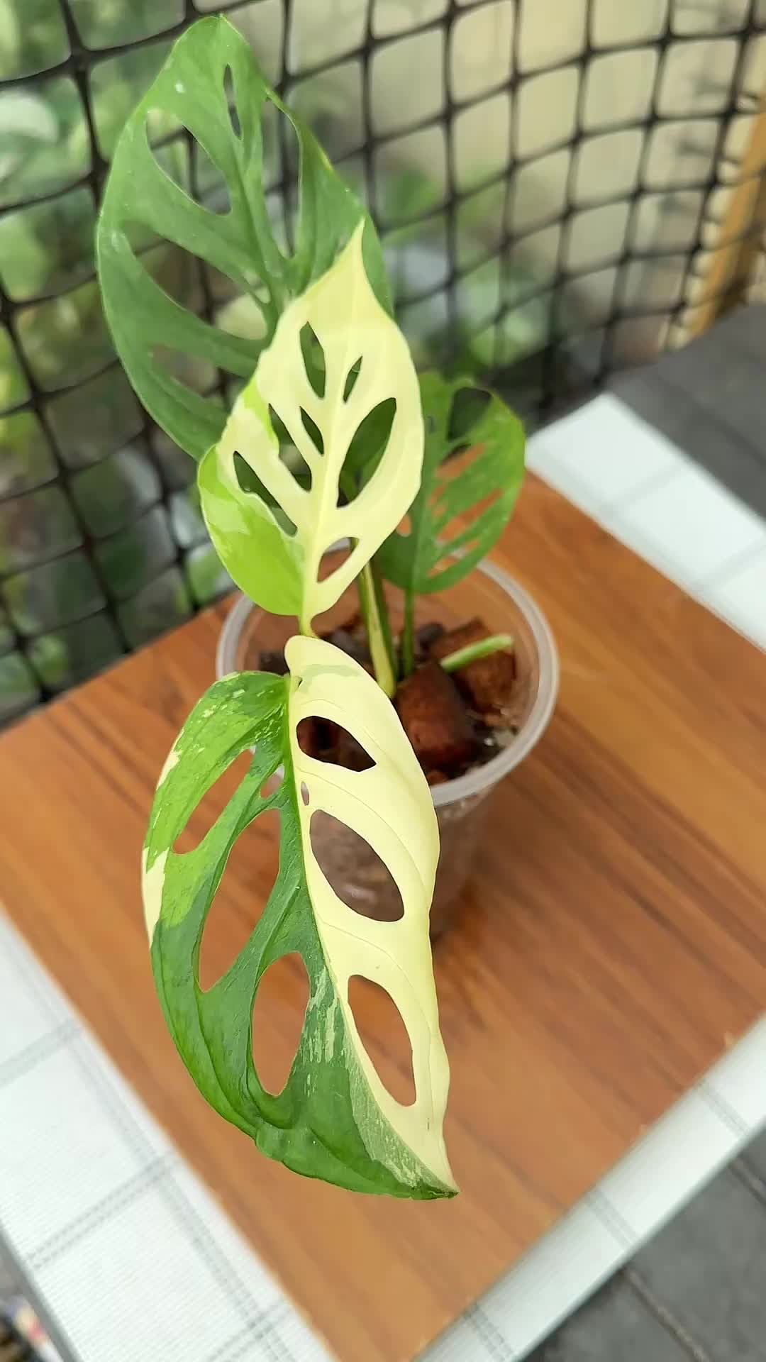 @A piece of green