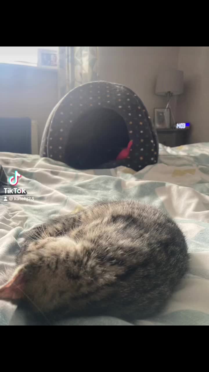 @Kate the cat Sitter 😺