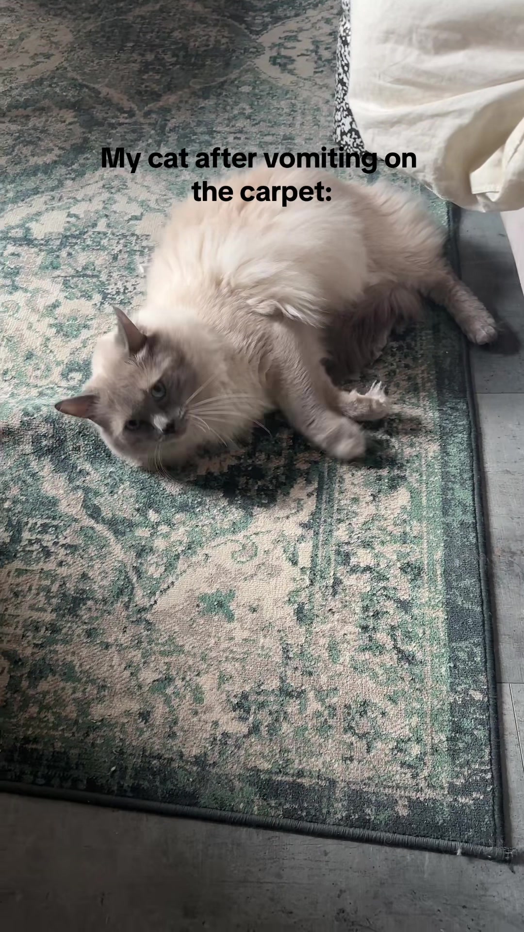 @Ragdoll Kittys🌈🧡🐾