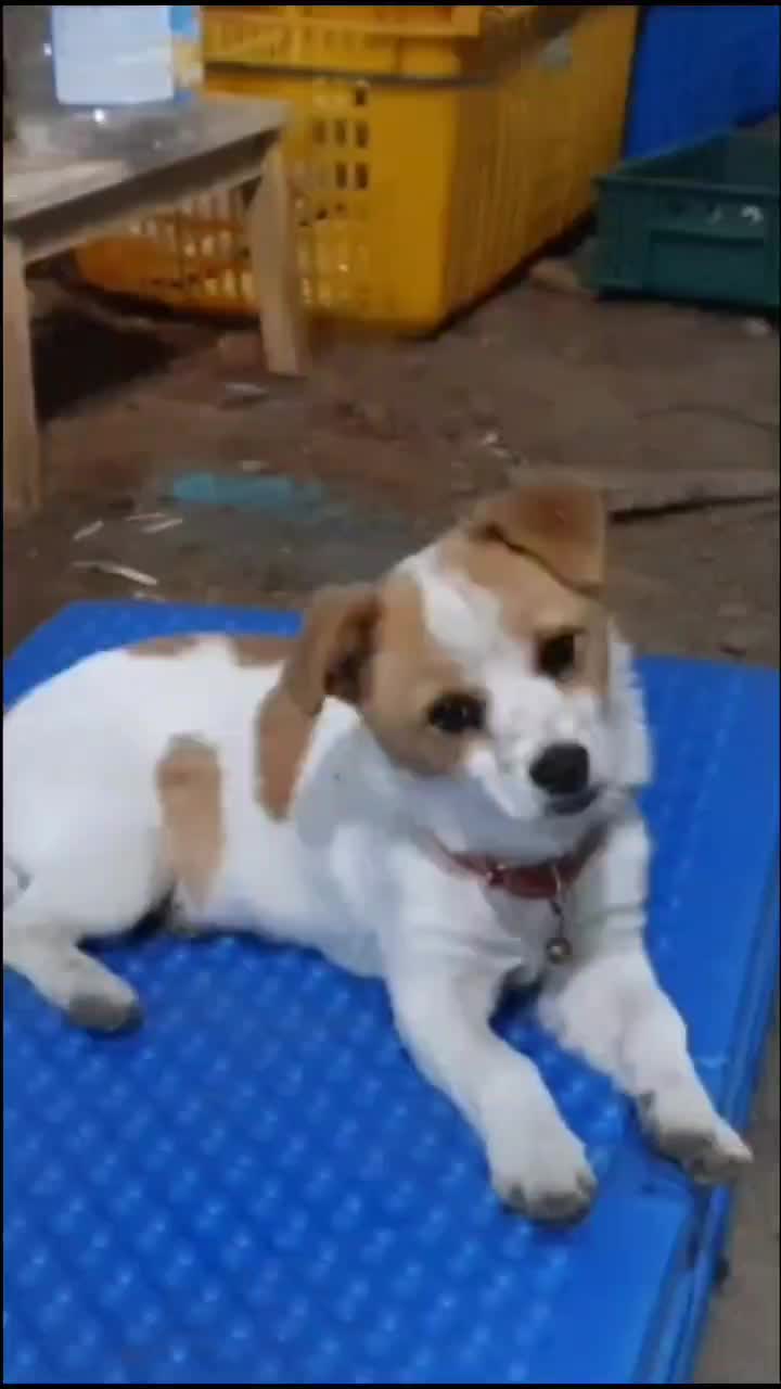 @시골콩콩이