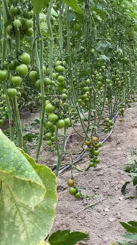 @Duygu Hamiyet T&uuml;rkkan💞