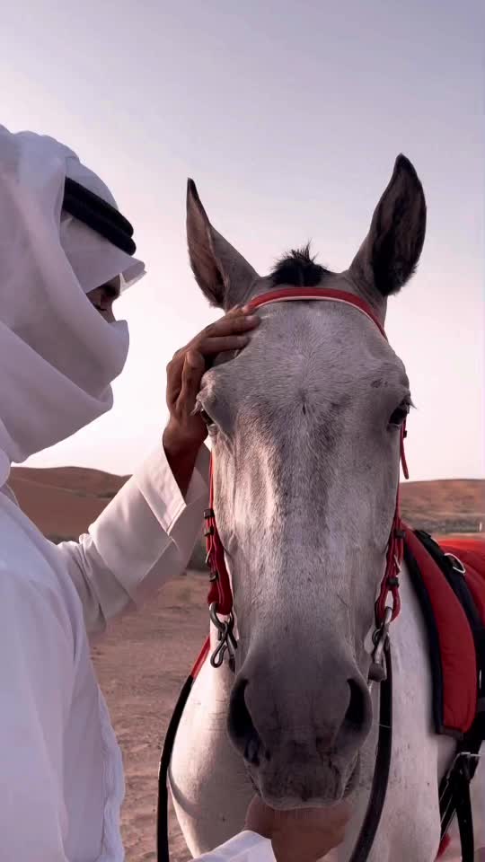 @Mohammed Aljneibi
