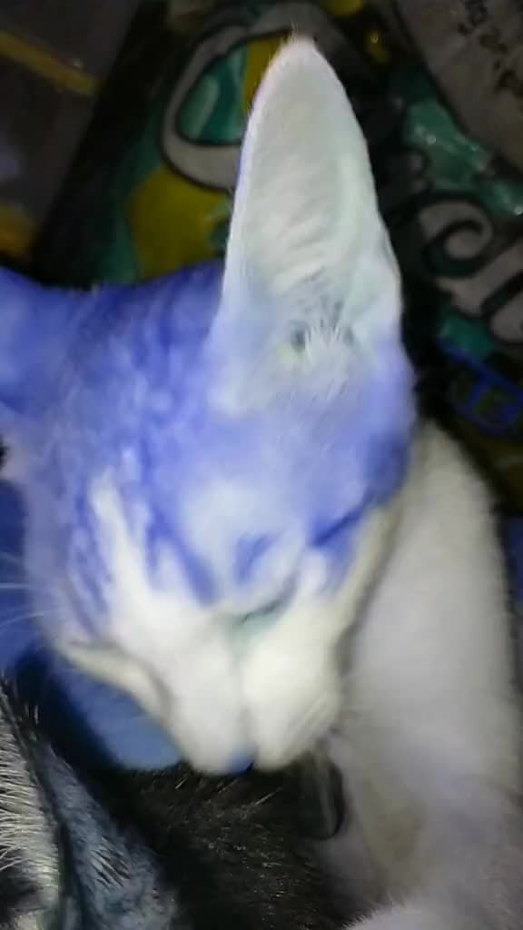 @sny meow🐈