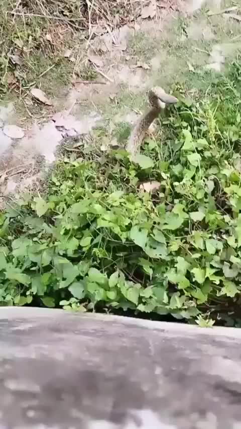 @Manoj kumar143🇳🇵🇳🇵🇳🇵