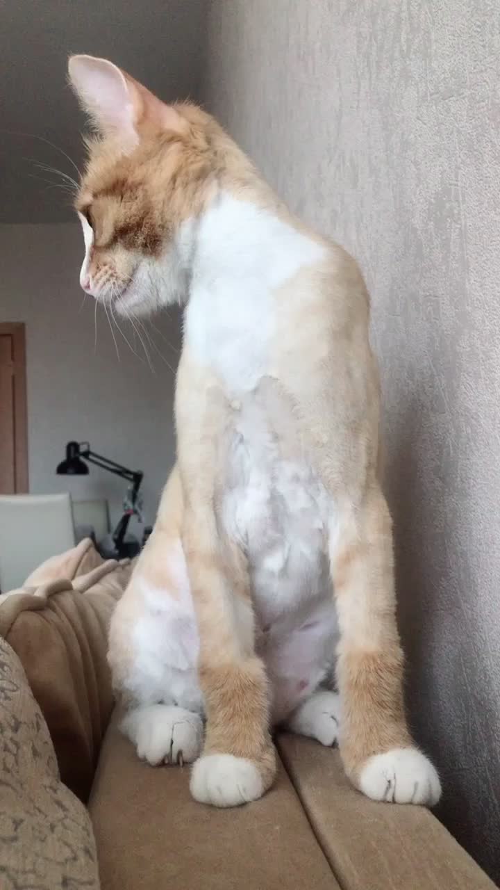 @Cat_Stepan