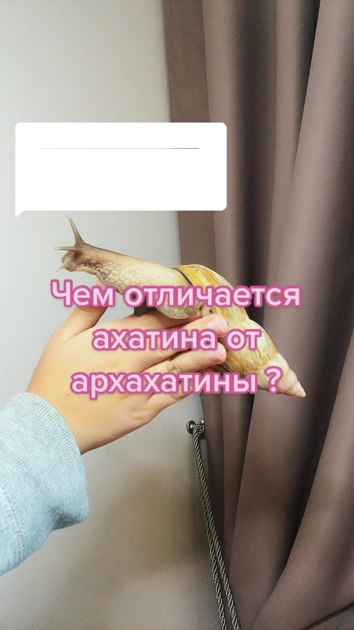 @Улиточки ахатины 🐌💕
