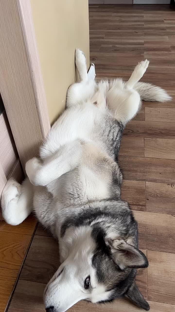 @белая сова