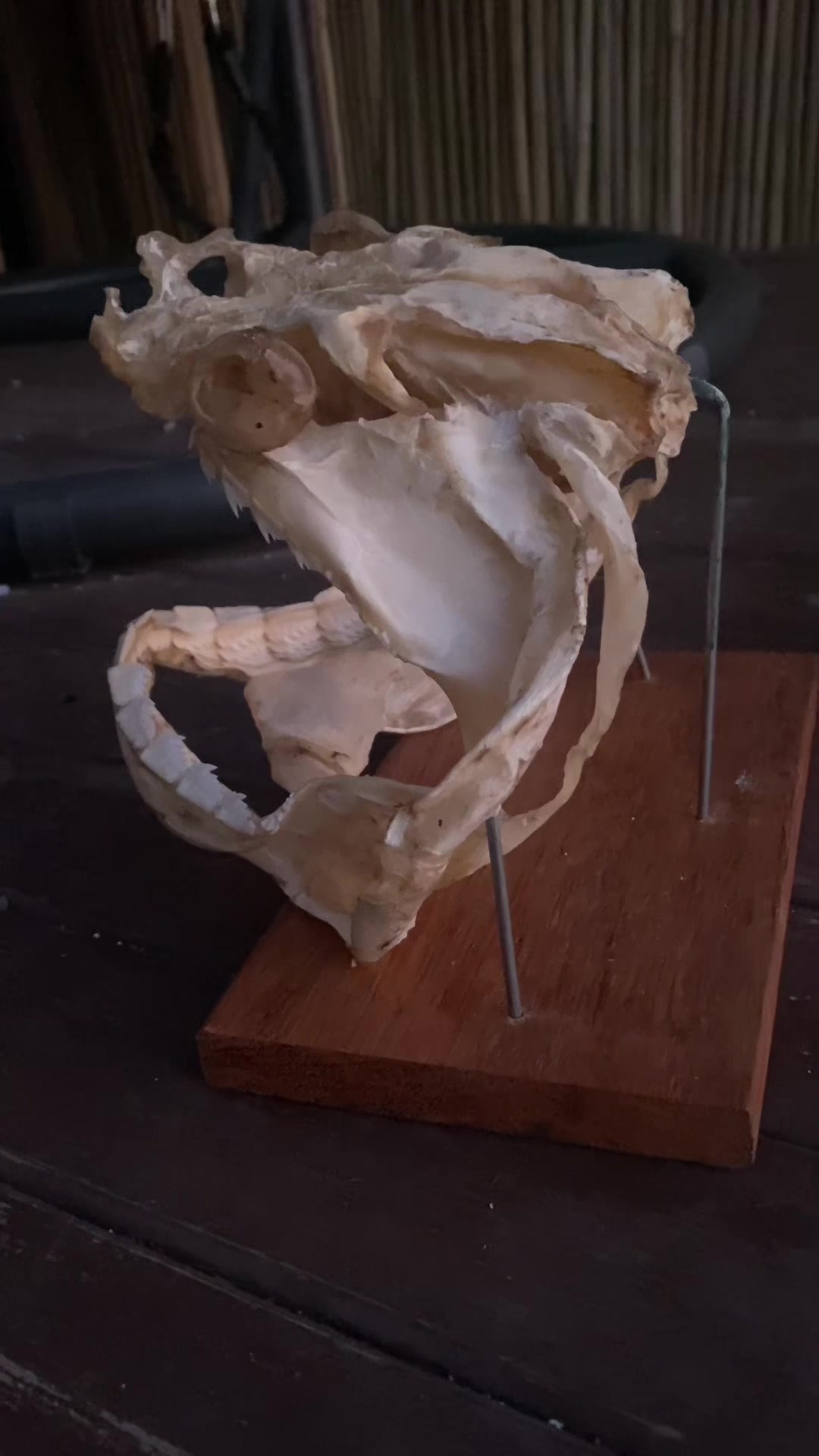 @Shark Jaw Displaying