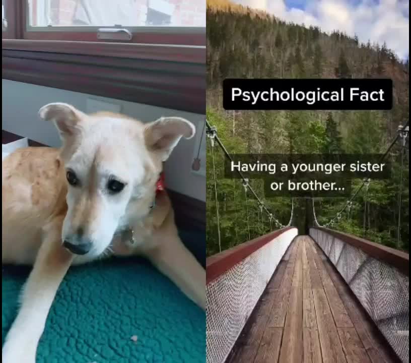 @Teddy the Mutt