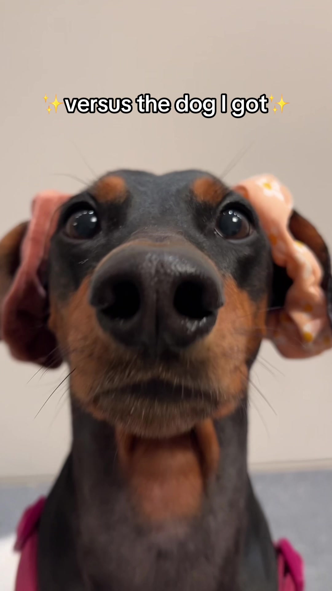 @AlvaTheHotDog