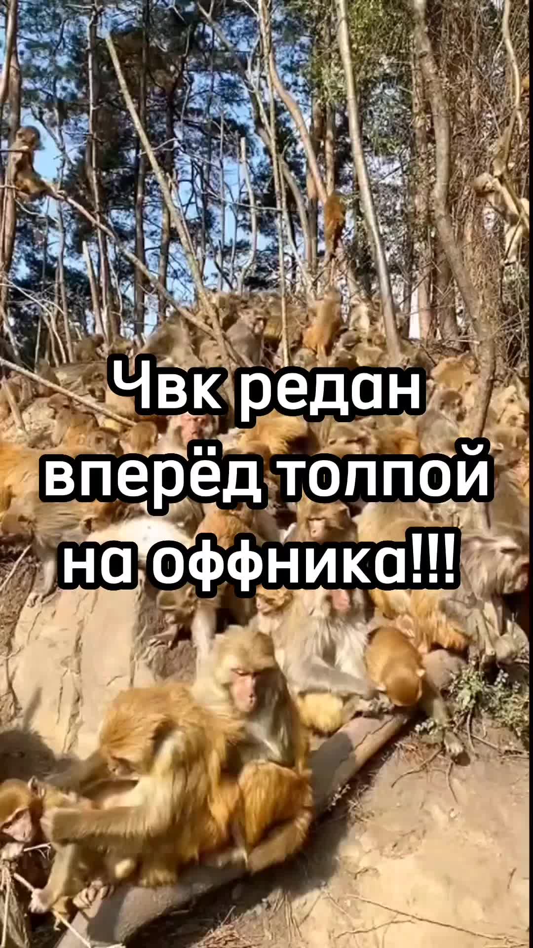 @GifkiCmakakami