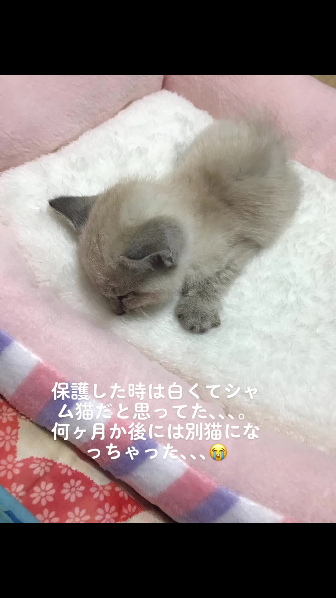 @ゆきりん