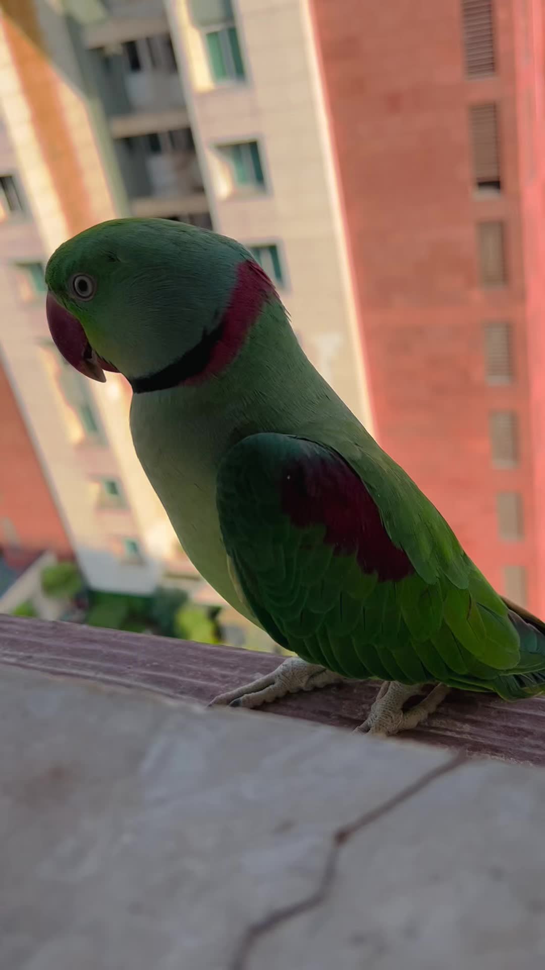@Mango the Wild Parrot