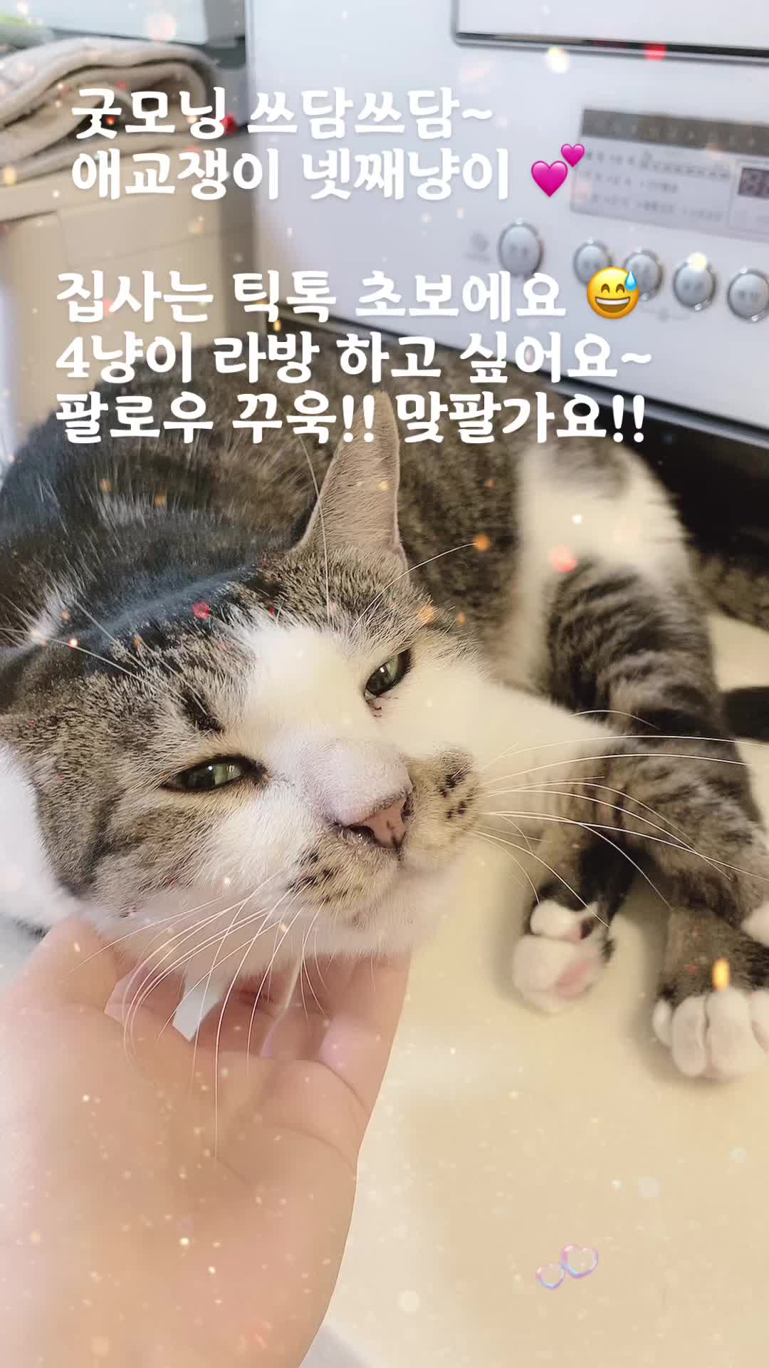 @lifewithkitty
