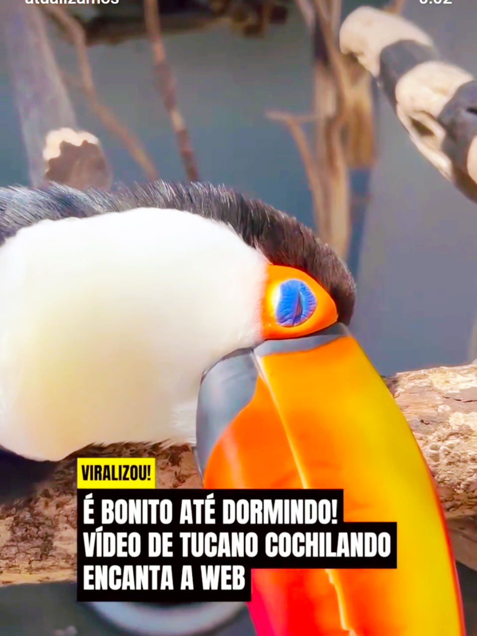 @Cyberpets