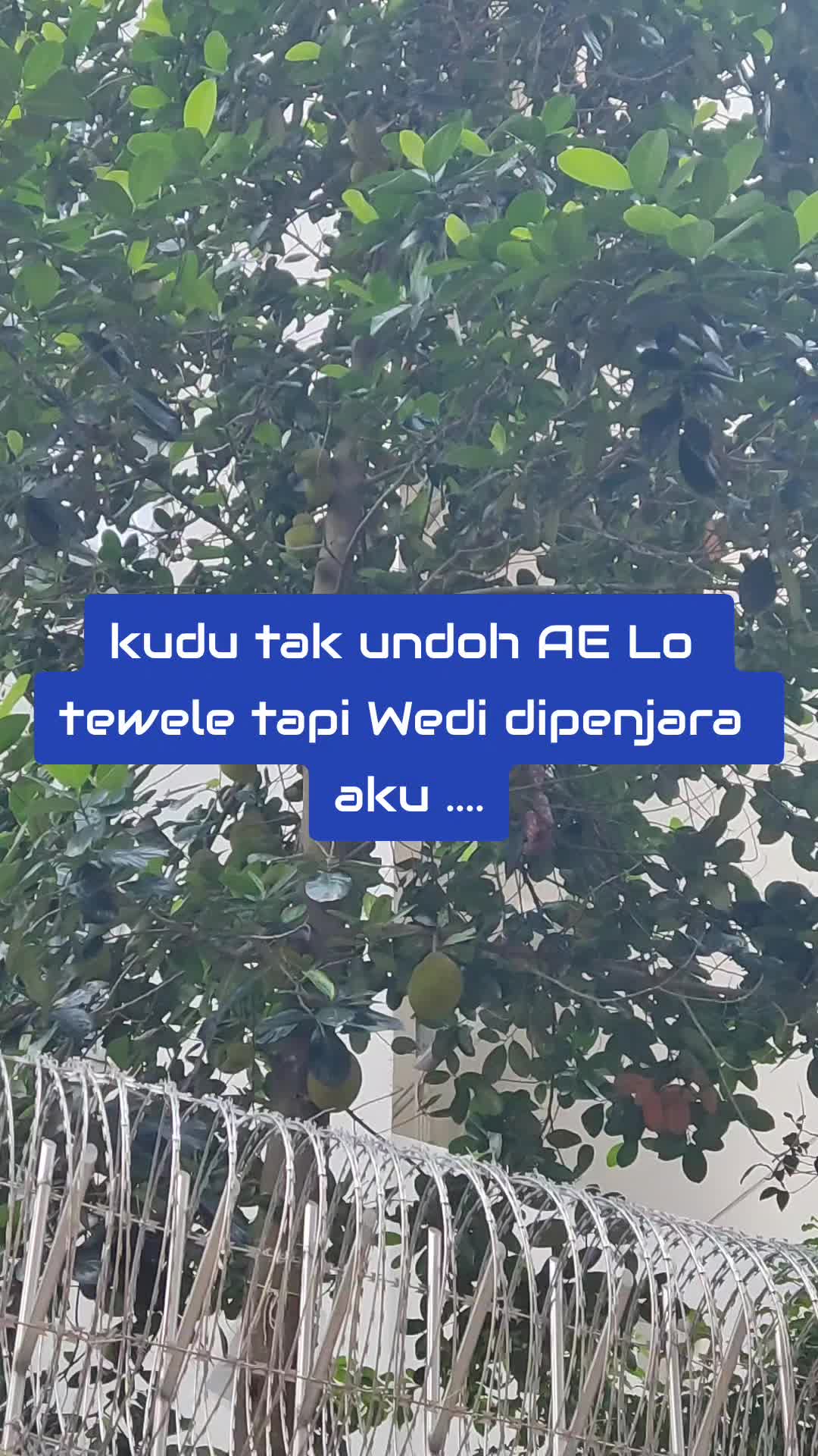 @MBAK_PEZEX