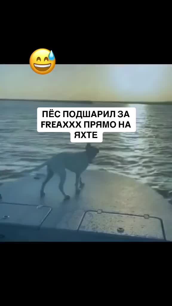 @dmtfakboyfan