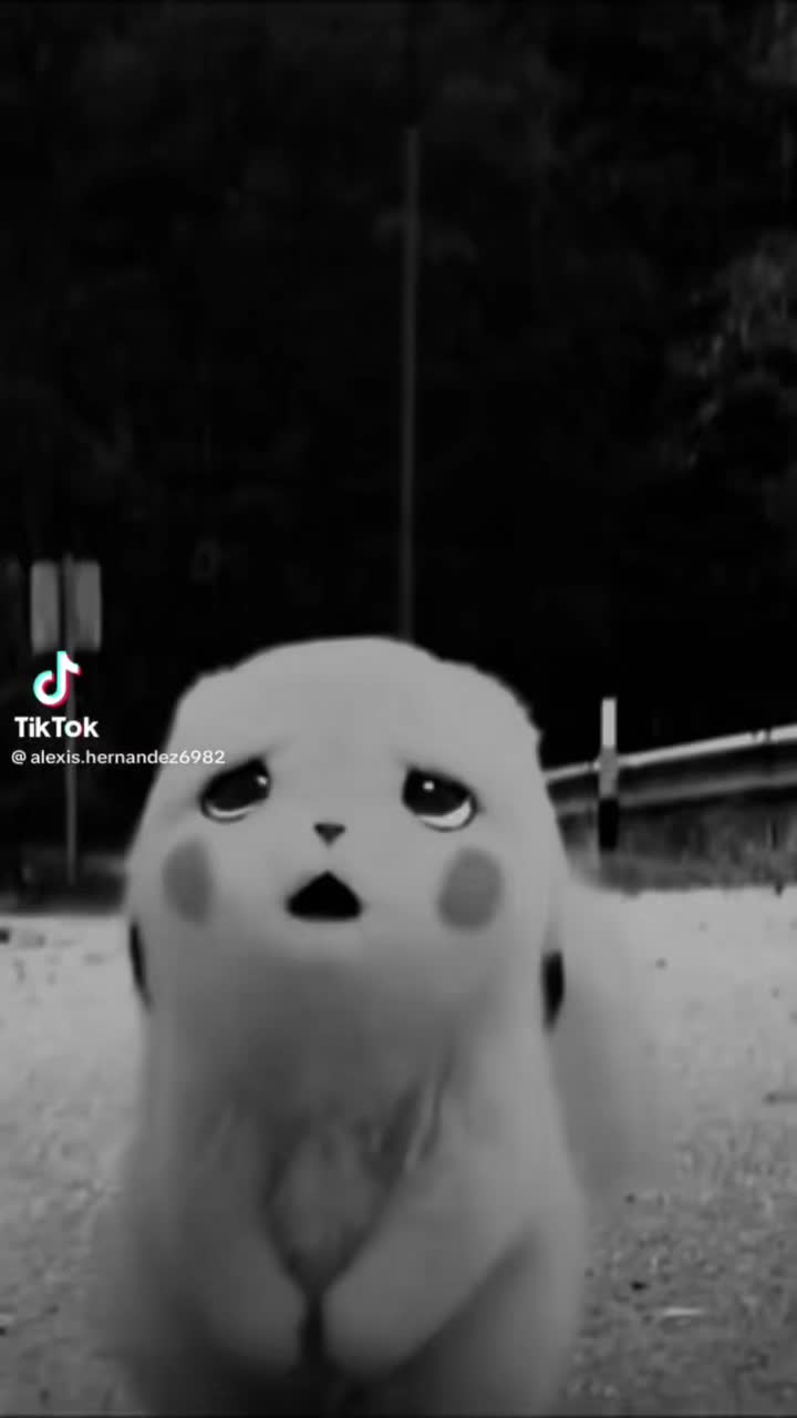 @Koala