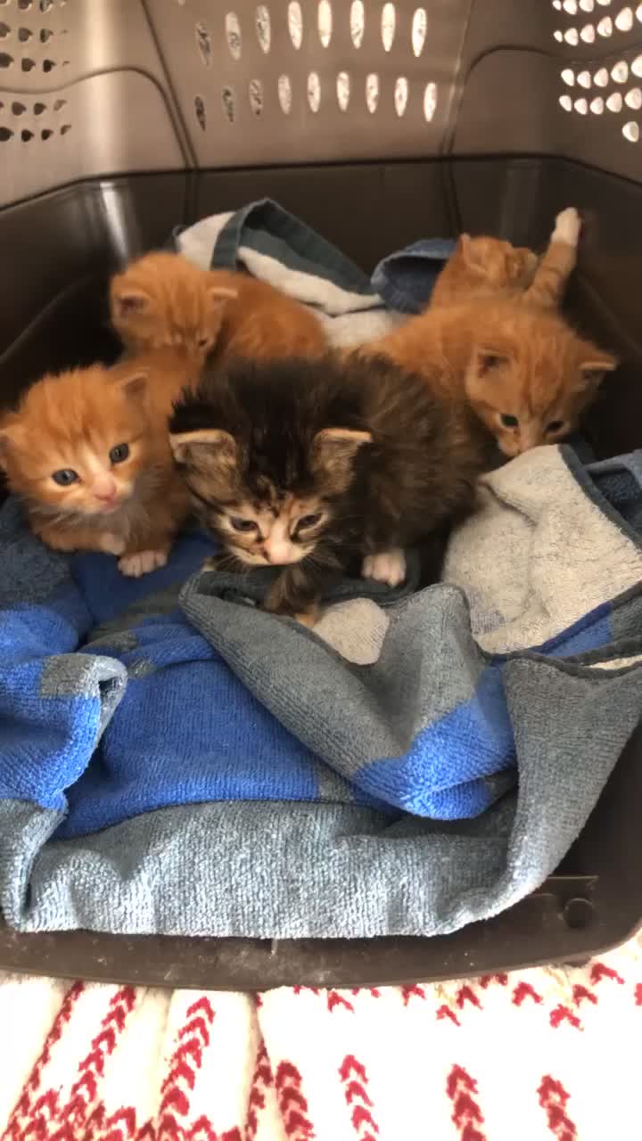 @Childless Cat Lady