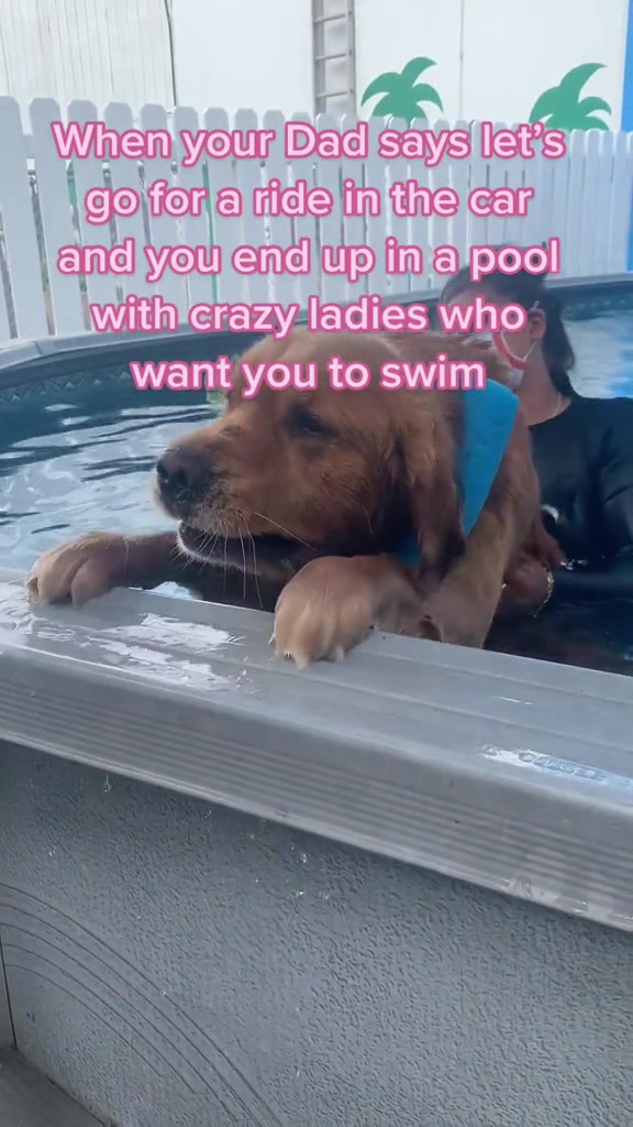 @K9 Massage & Hydrofitness