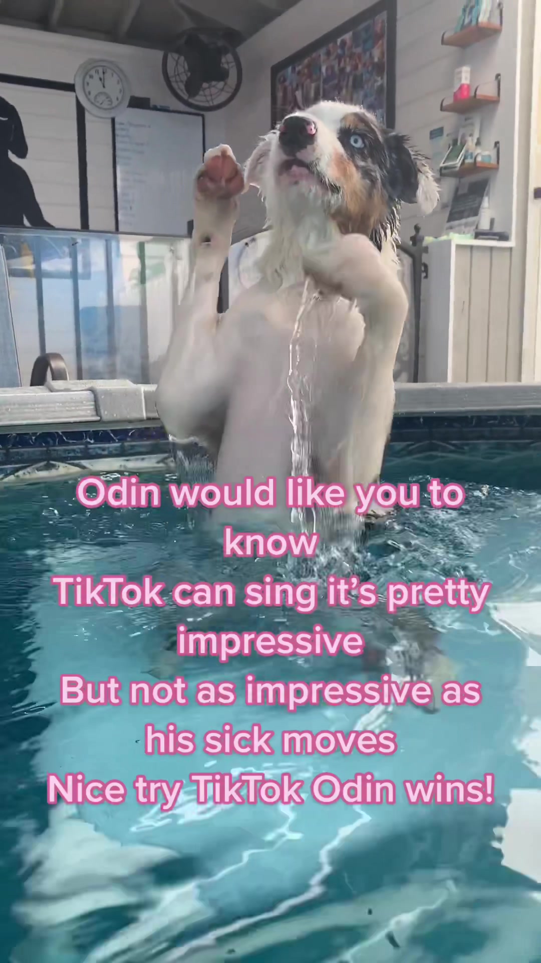 @K9 Massage & Hydrofitness