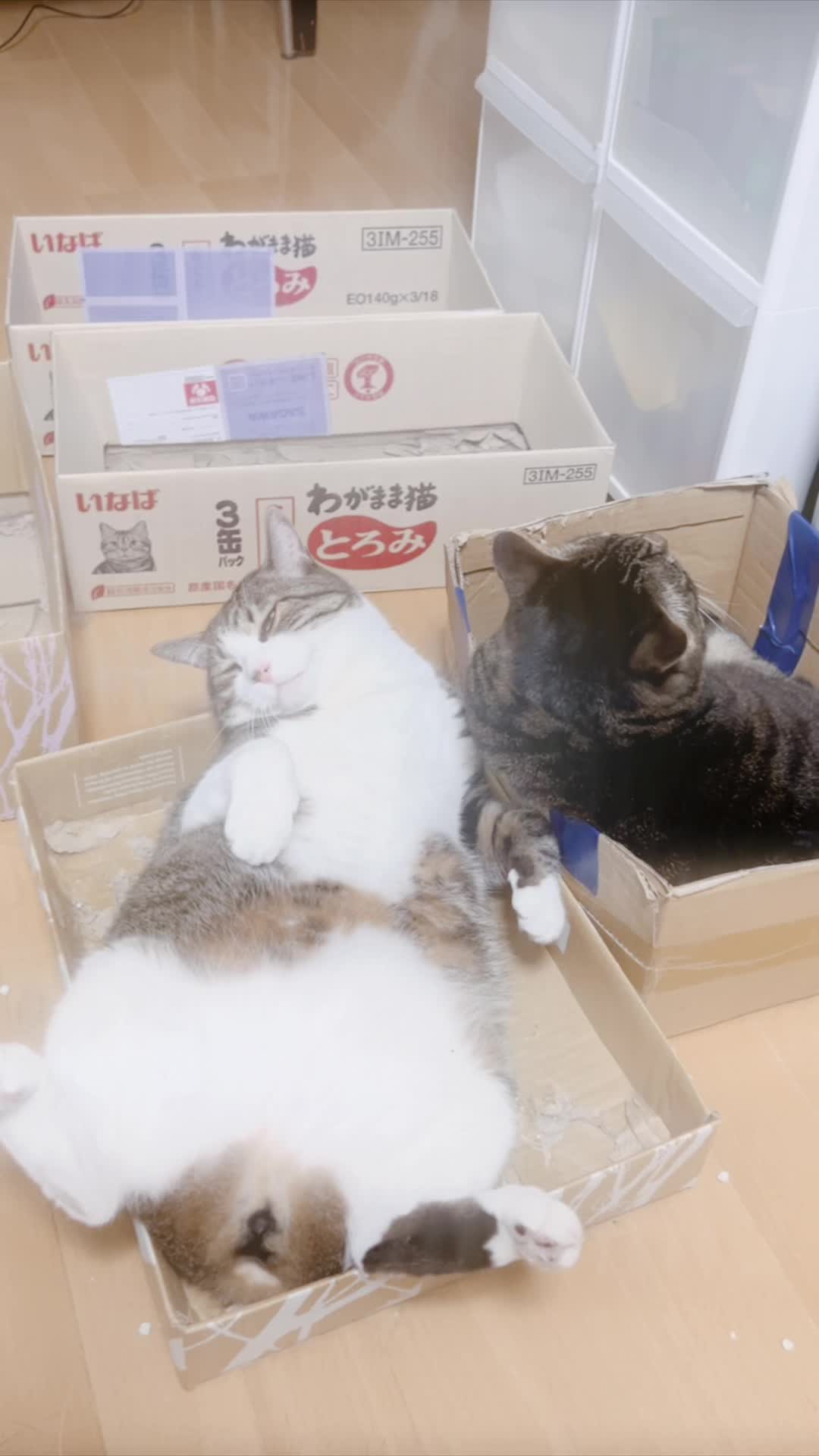@🐈もこぶん🎸