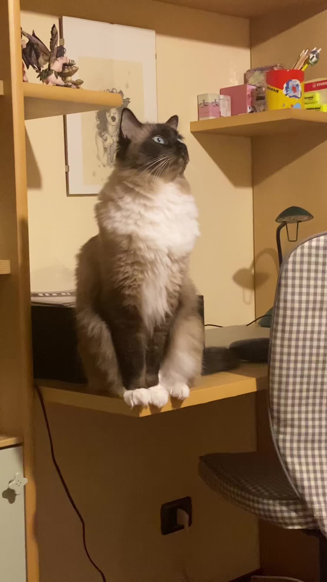 @Ren the Ragdoll Cat